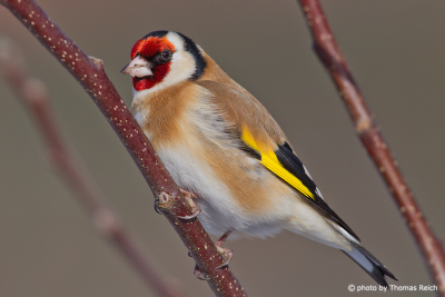Goldfinch sound