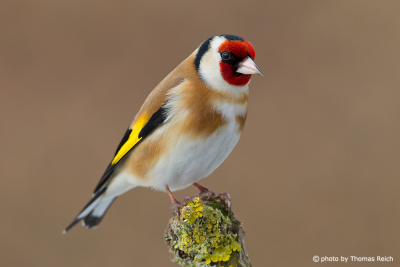 Goldfinch breeding time