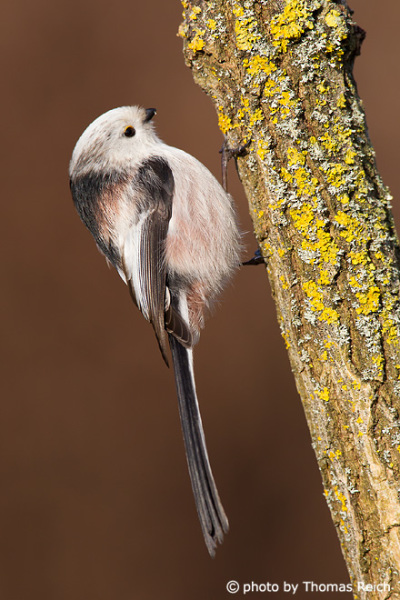 Long-tailed Tit wings
