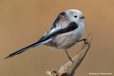Long-tailed Tit bird in Germany