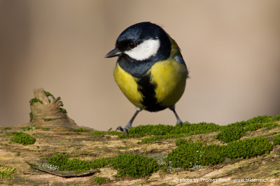Great Tit is a colourful bird with greenish-yellow plumage