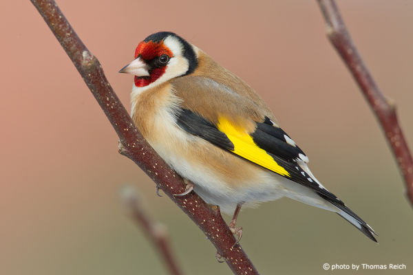 Goldfinch plumage