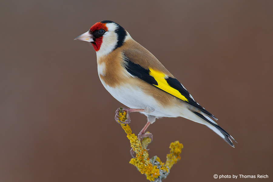 Goldfinch song