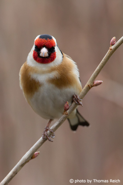 Goldfinch sitting on a branch