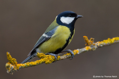 Great Tit foraging