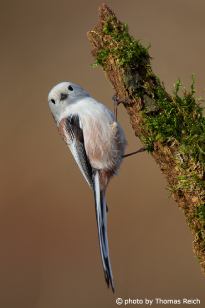 Long-tailed Tit foraging in lichen