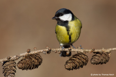 Great Tit sits on larch branch