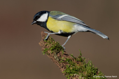 Great Tit appearance