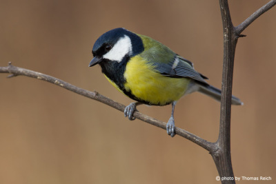 Great Tit sitting on a branch