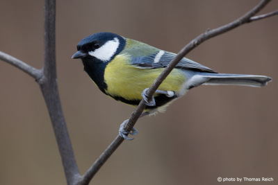 Great Tit with yellow belly