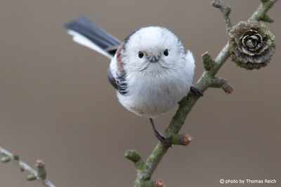 Long-tailed Tit in garden