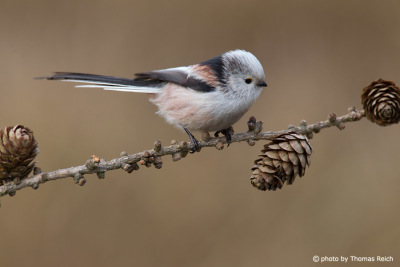 Long-tailed Tit sits on larch branch