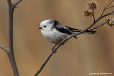 Long-tailed Tit sits on thistle