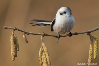Long-tailed Tit diet