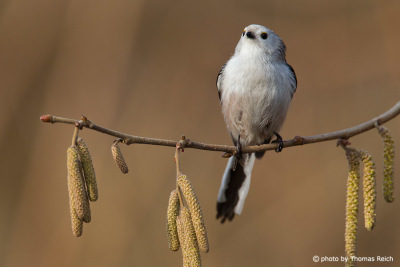 Long-tailed Tit sits on twig