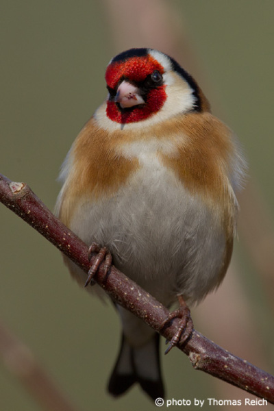 Goldfinch head