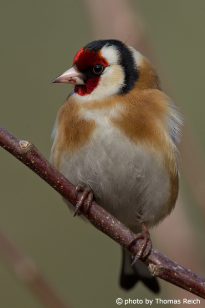 European goldfinch male or female