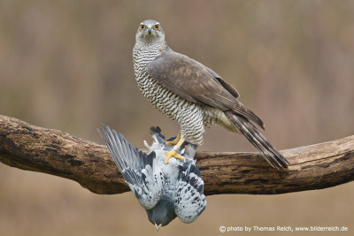 Northern Goshawk with pigeon in claws