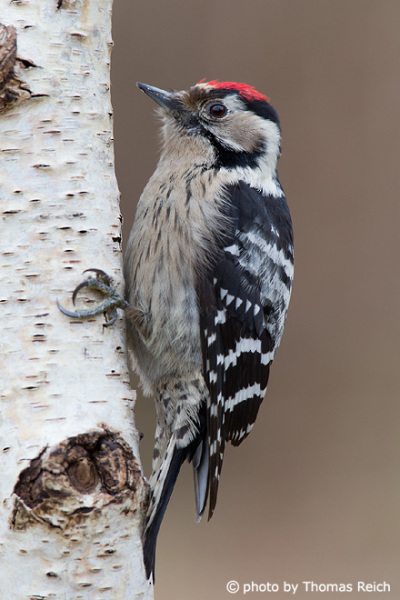 Lesser Spotted Woodpecker in Germany