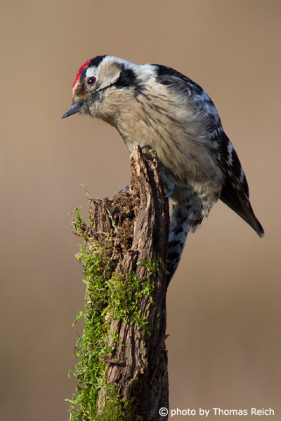 Lesser Spotted Woodpecker red head