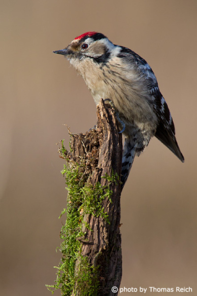 Lesser Spotted Woodpecker habitat