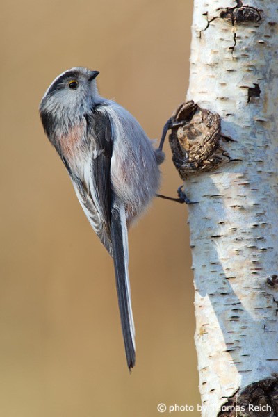 Long-tailed Tit climbs birch tree