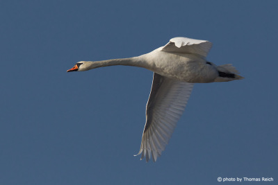 Mute Swan long neck