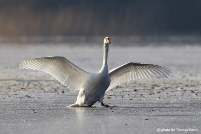 Mute Swan lands on ice field
