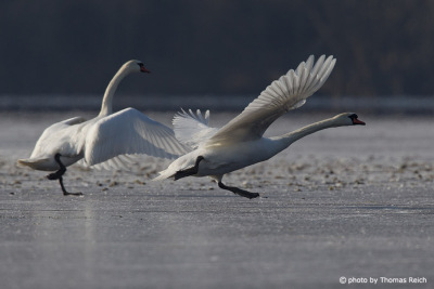 Swans on ice surface