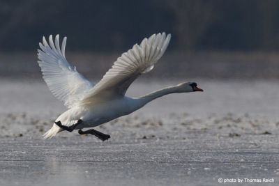 Mute Swan on frozen lake