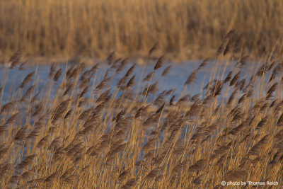 Common Reed in winter