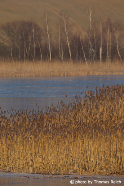 Common Reed landscape at the lake