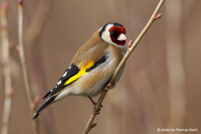 Adult European goldfinch