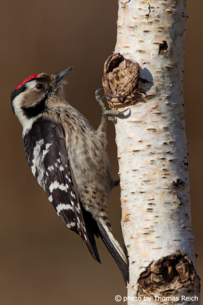 Lesser Spotted Woodpecker side view