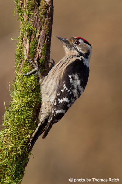 Adult Lesser Spotted Woodpecker male