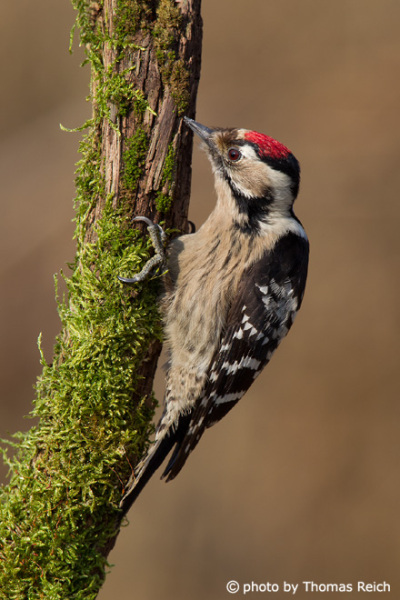 Lesser Spotted Woodpecker searchung for insects