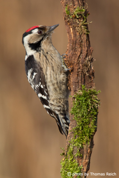 Lesser Spotted Woodpecker plumage