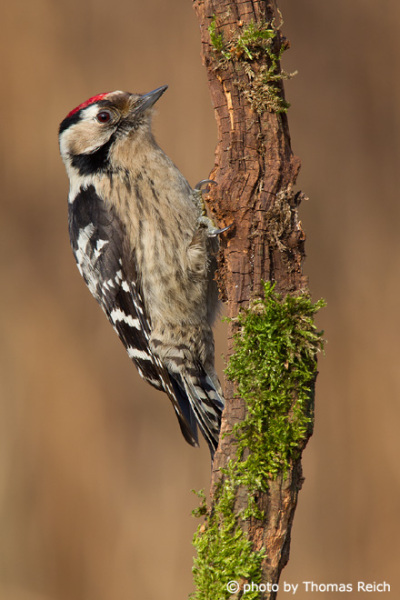 Lesser Spotted Woodpecker appearance