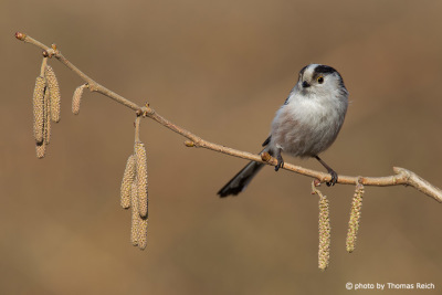 Long-tailed Tit bird appearance