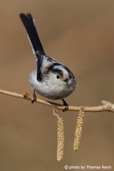 Long-tailed Tit sound