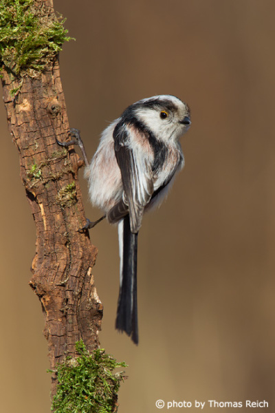 Long-tailed Tit looking for food