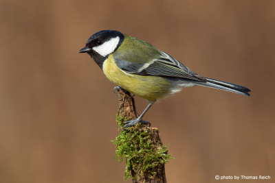 Great Tit call