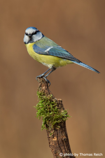 Blue Tit bird information