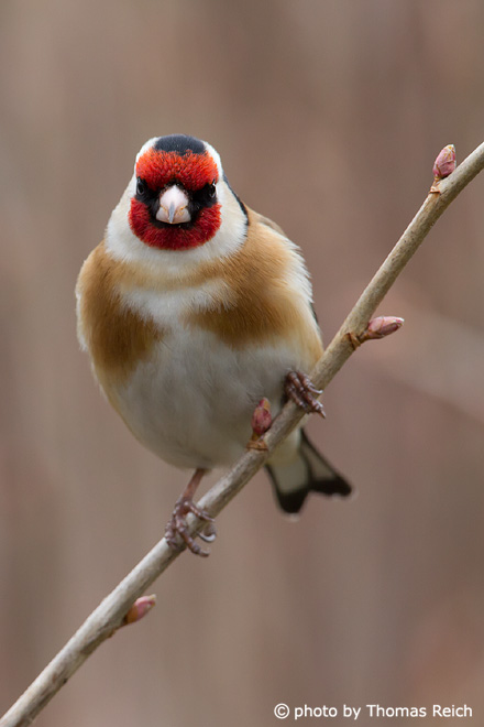 Goldfinch sitting on a branch
