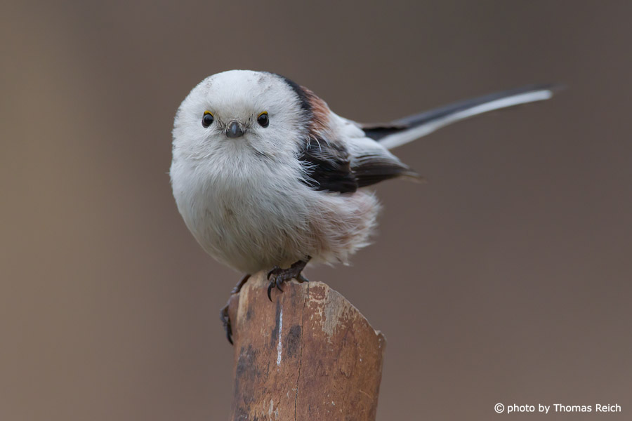 Long-tailed Tit white head