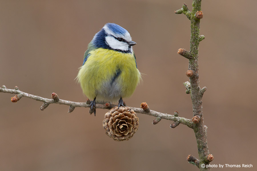 Eurasian Blue Tit with yellow chest feathers