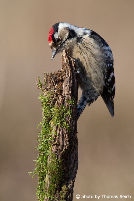 Lesser Spotted Woodpecker looking for food