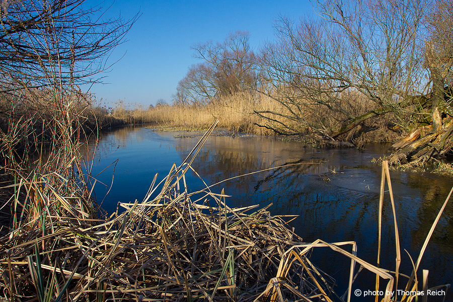 Reed belt, Havel, North of Berlin