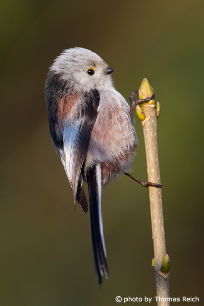 Long-tailed Tit feathers
