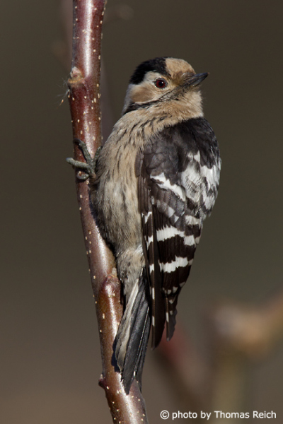 Adult Lesser Spotted Woodpecker female